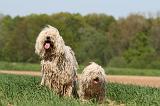 KOMONDOR ET PULI 067